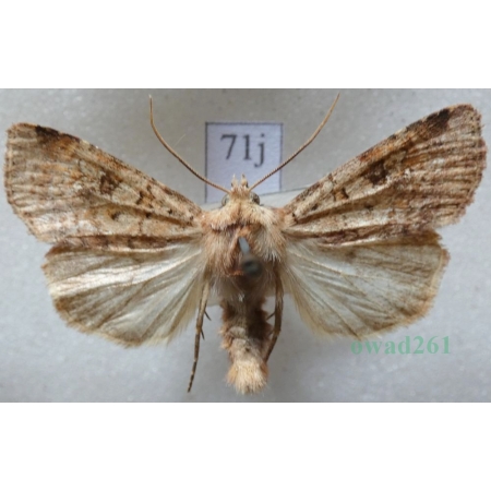 Diarsia mendica (Fabricius, 1775) Rolnica jagodówka Czech71j